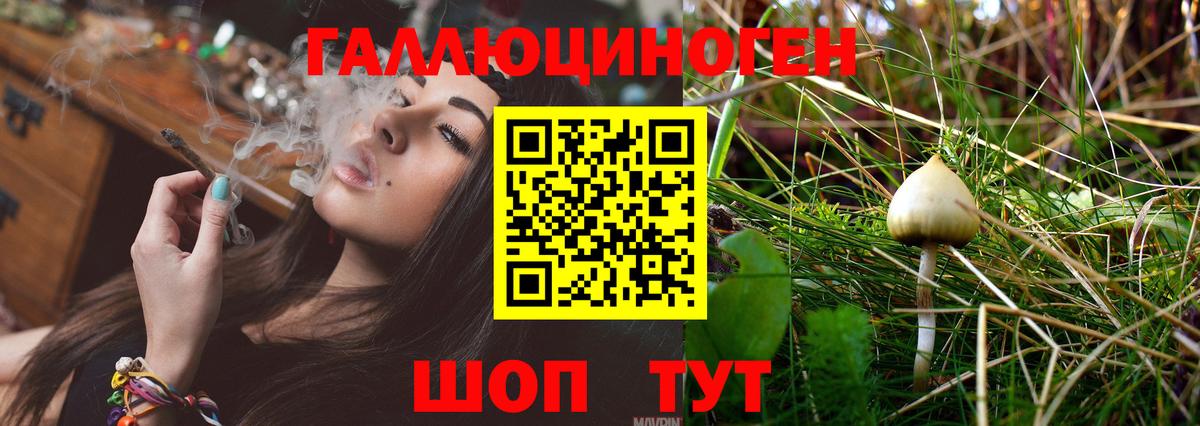 Галлюциногенные грибы Psilocybine cubensis Ликино-Дулёво